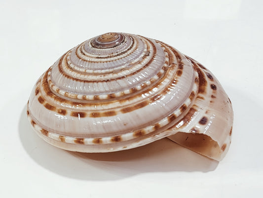 VISHNU GOMTI SUDARSHAN CHAKRA
 1piece