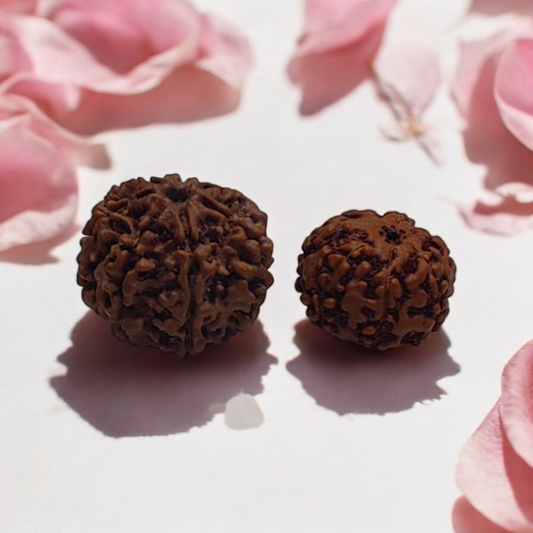 Seven Face Rudraksha