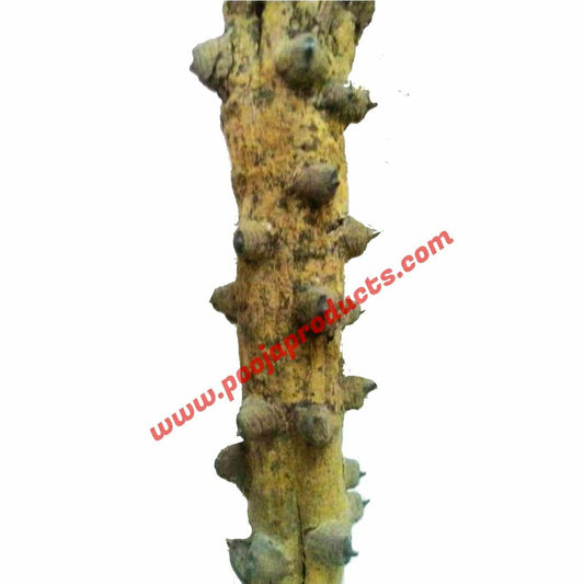 Yeru Singi Herb 1 Piece - PoojaProducts.com