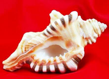 GANESHA CONCH SHELL - PoojaProducts.com