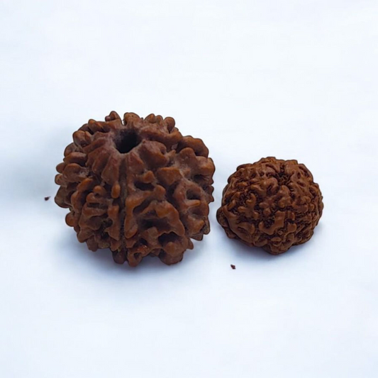 Eight Face Rudraksha