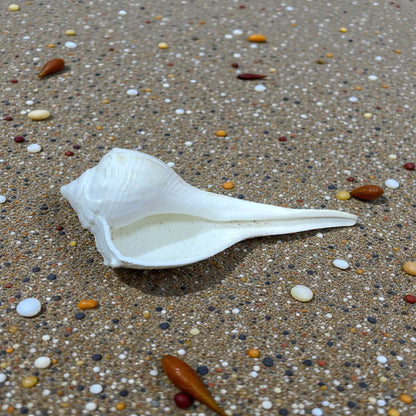 Valampuri Conch (THIS PRODUCT AVAILABLE ONLY INSIDE INDIA)