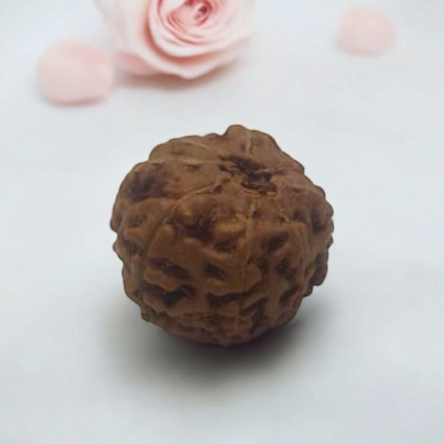 Eight Face Rudraksha