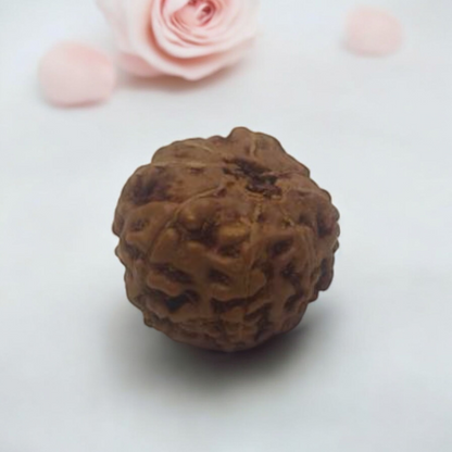 Eight Face Rudraksha