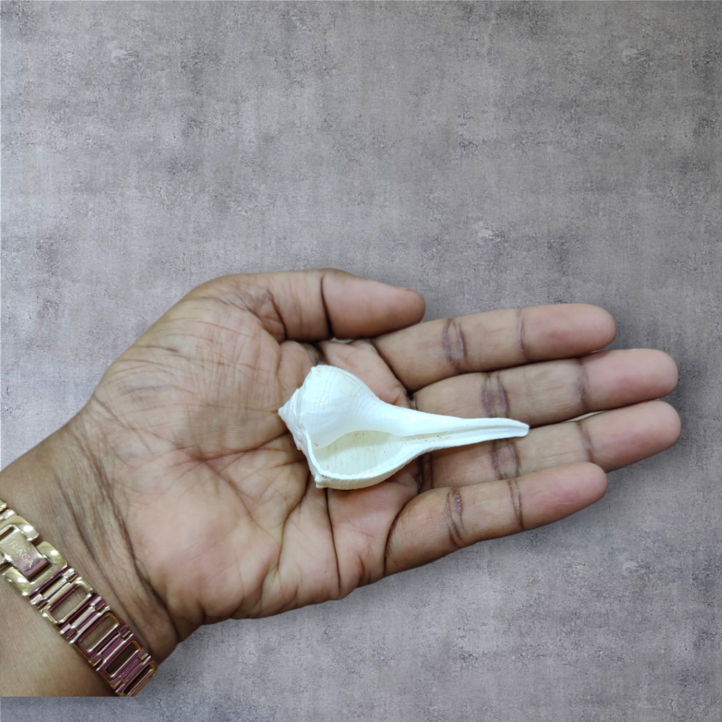 Valampuri Conch (THIS PRODUCT AVAILABLE ONLY INSIDE INDIA)