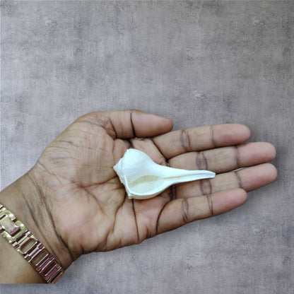 Valampuri Conch (THIS PRODUCT AVAILABLE ONLY INSIDE INDIA)
