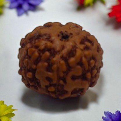 Seven Face Rudraksha