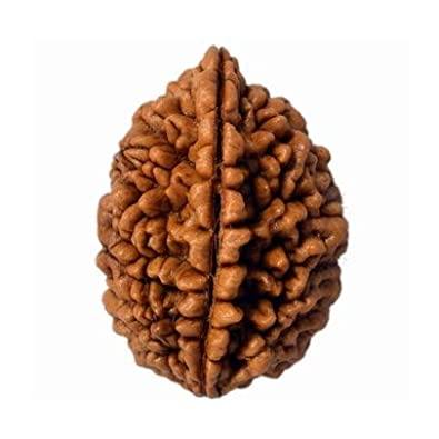 2 Rudara Two Mukhi Rudraksha Ardhanareeshwar Buy Online India – PoojaProducts.com