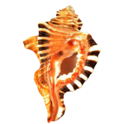 Ganesha Conch Shell  (THIS PRODUCT AVAILABLE ONLY INSIDE INDIA) - PoojaProducts.com