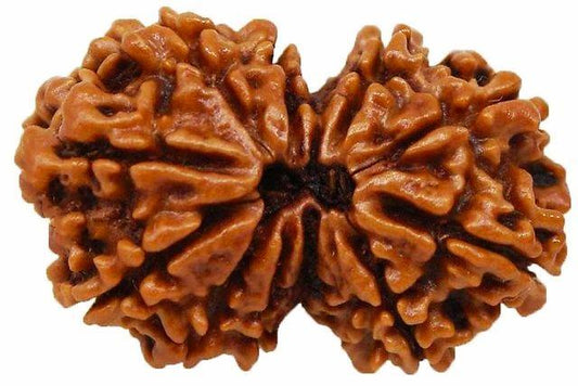 GAURI SHANKAR RUDRAKSHA (NEPAL) - PoojaProducts.com